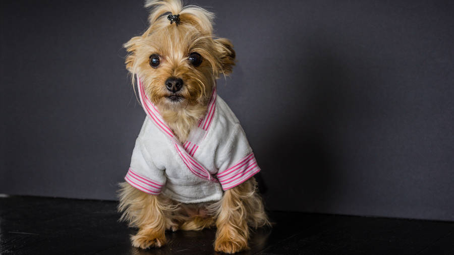 Yorkshire Terrier In Pink Kimono Wallpaper