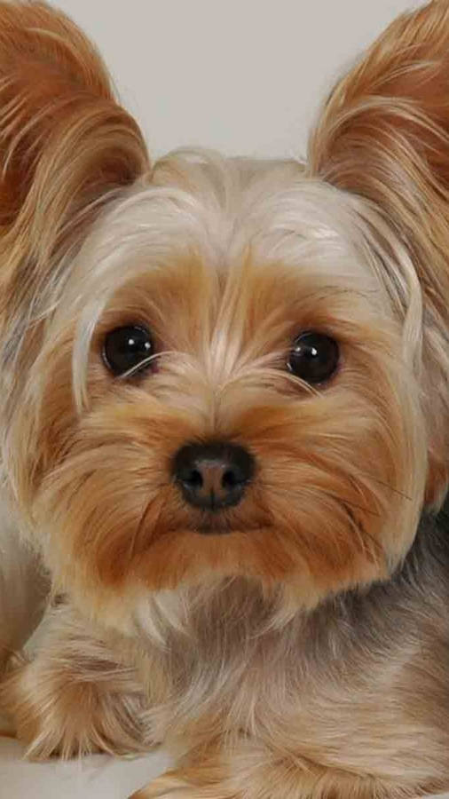 Yorkshire Terrier Lovely Smirk Wallpaper