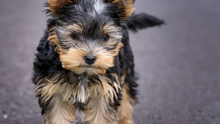 Yorkshire Terrier Puppy Running Wallpaper