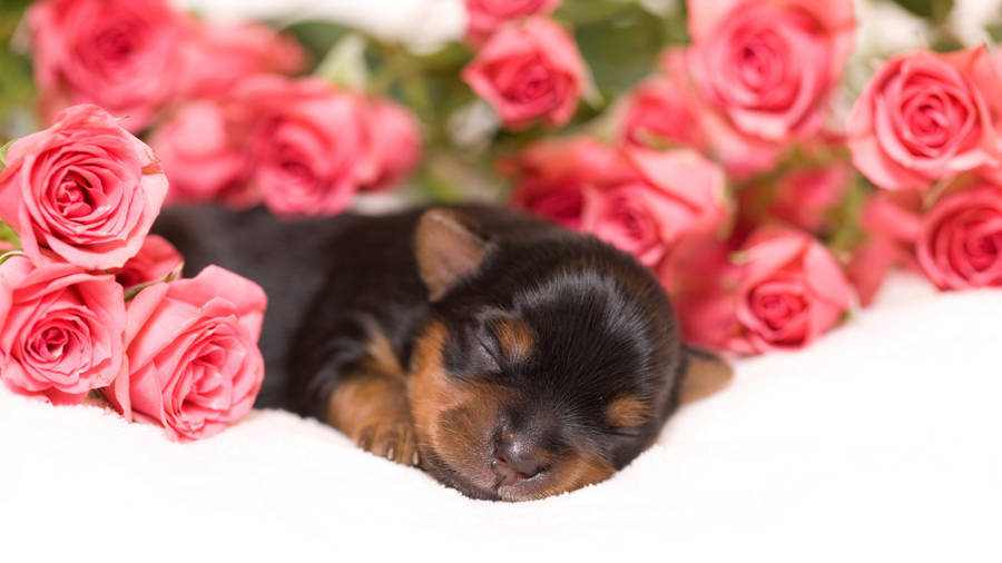 Yorkshire Terrier Sleeping In Roses Wallpaper