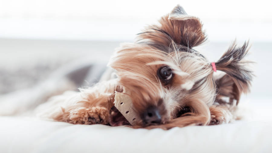 Yorkshire Terrier With Adorable Ponytail Wallpaper