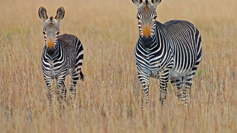 Young And Adult Zebra Wallpaper
