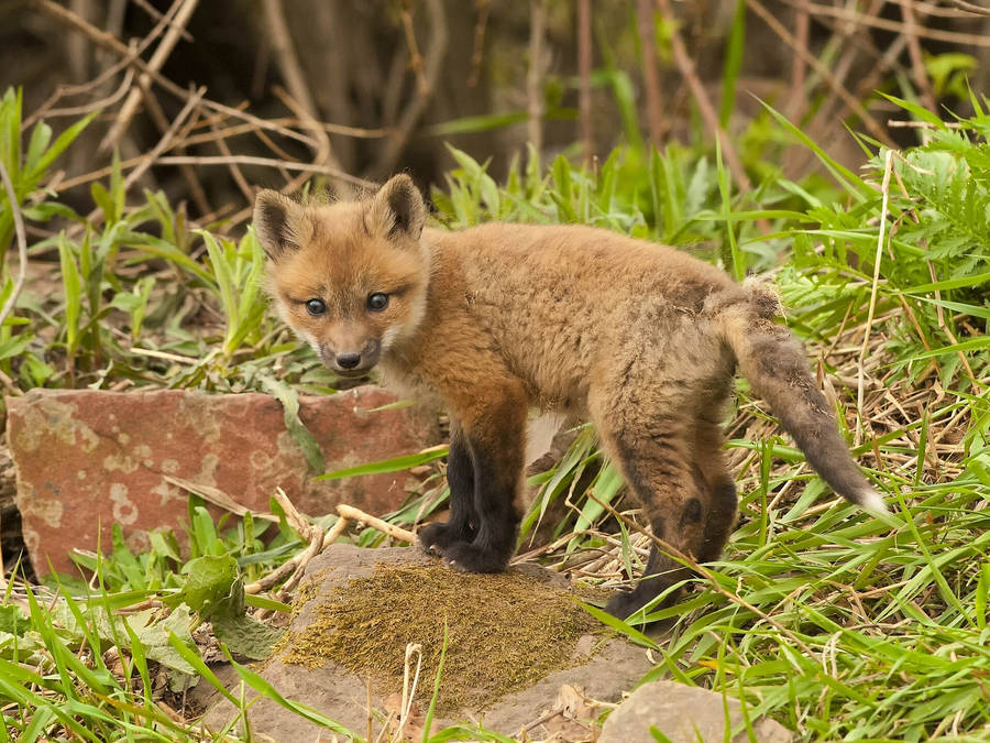 Young Fox Cub Wallpaper