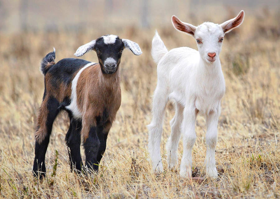 Young Goat Kids In Swifts Creek Victoria 2007 Wallpaper