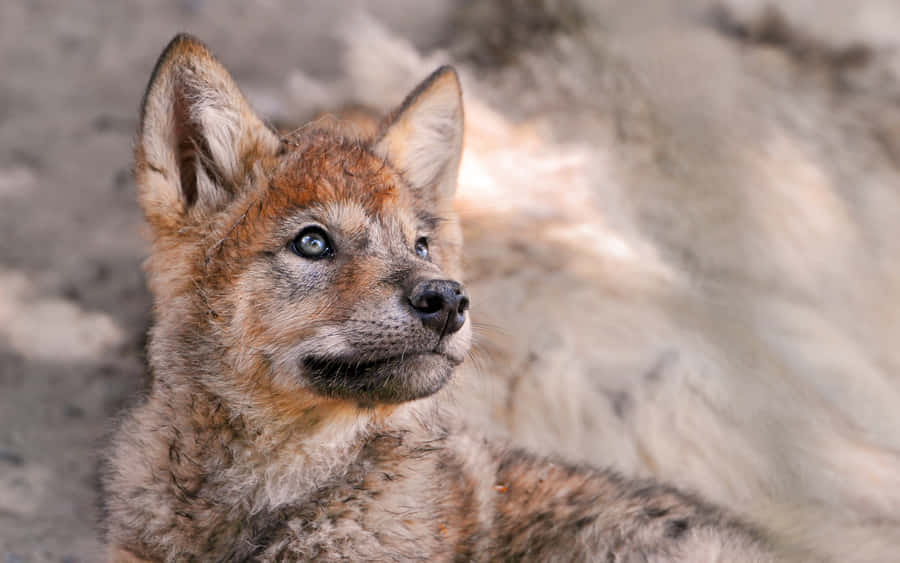 Young Wolf Pup Posing In The Wild Wallpaper