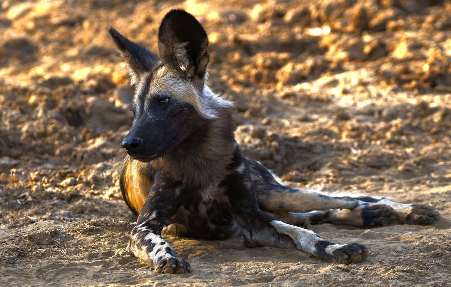 Zambia African Wild Dog Wallpaper