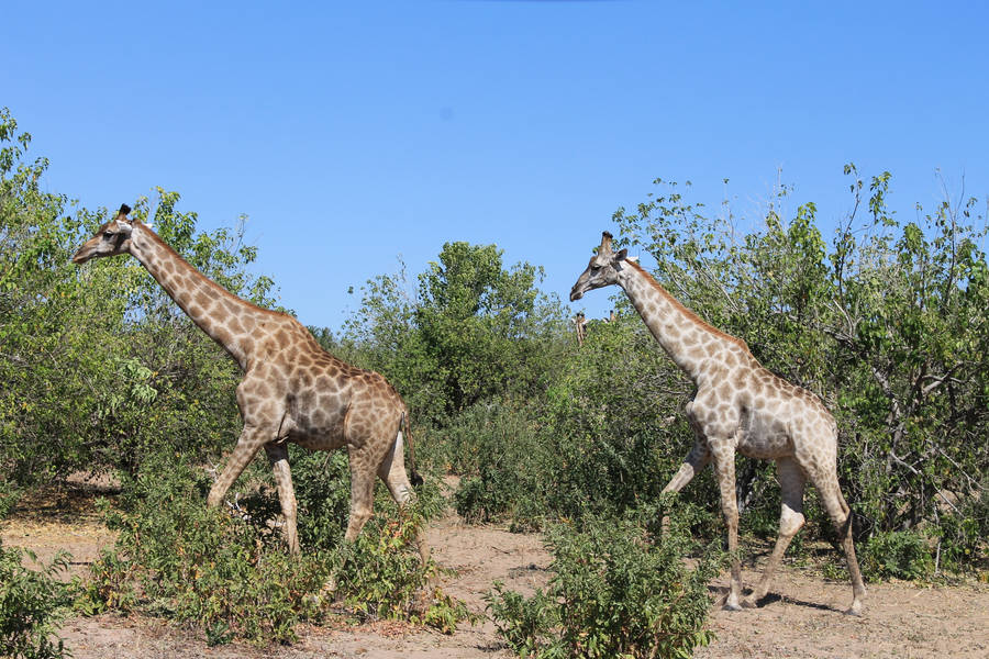 Zambia Two Giraffes Wallpaper