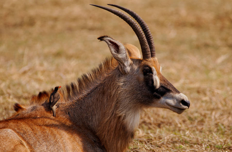 Zambia Waterbuck Brown Field Wallpaper