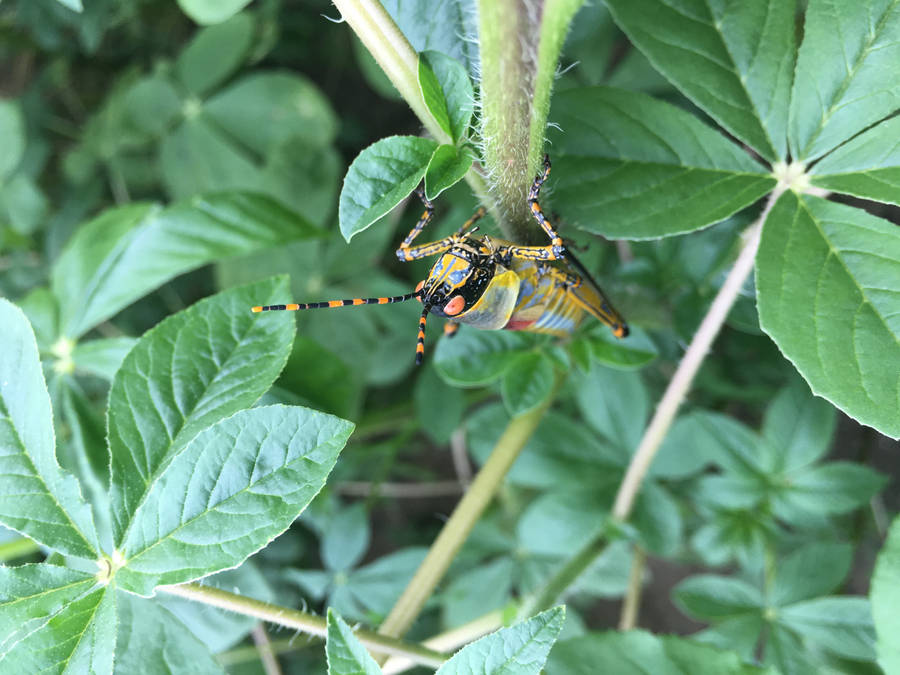 Zambia Yellow Grasshopper Wallpaper