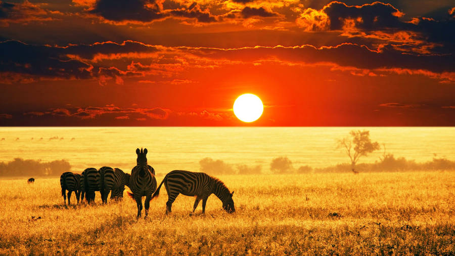 Zebra And Sunset In Africa Wallpaper