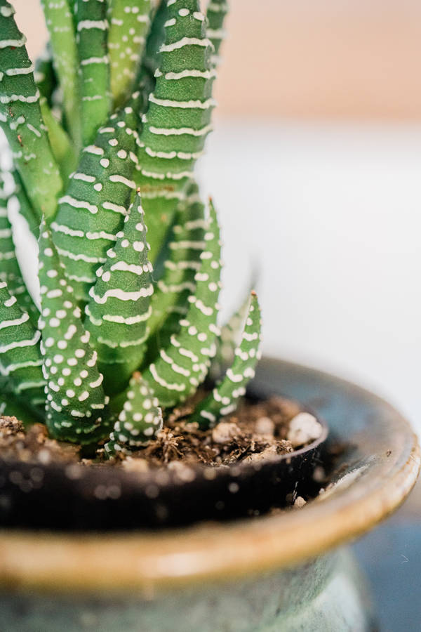 Zebra Haworthia Succulent Plant Aesthetic Wallpaper