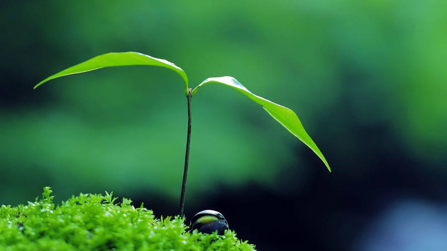 Zen Small Plant Wallpaper