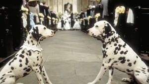 101 Dalmatians On Wedding Wallpaper