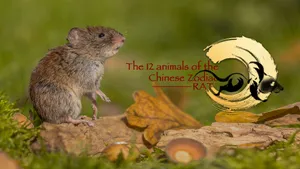 12 Animals Of The Chinese Zodiac Rat Wallpaper