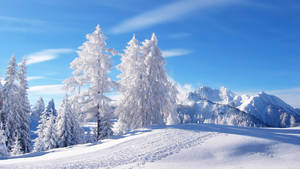 1366 X 768 Winter Forest White Trees Wallpaper