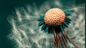 1366x768 High Definition Desktop Wallpaper