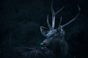 1920x1080 Hd Dark Stag Wallpaper