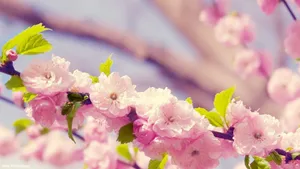 1920x1080 Hd Flower Cherry Tree Wallpaper