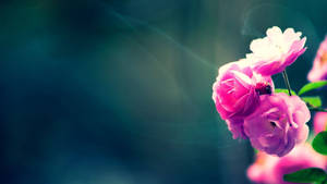 1920x1080 Hd Flower Pink Wallpaper