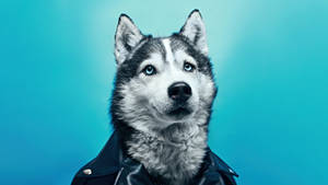 1920x1080 Hd Husky Wearing Leather Jacket Wallpaper