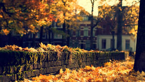 1920x1080 Hd Nature Autumn Street Wallpaper