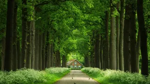 1920x1080 Hd Nature House Path Wallpaper