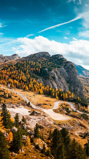 2160x3840 Forest In Autumn Wallpaper