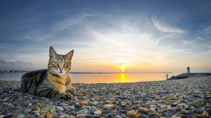 2560 X 1440 Cat Along Seaside Wallpaper