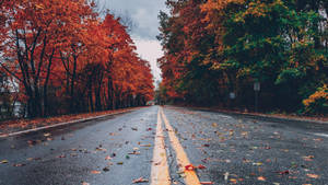 2560x1440 Fall Empty Road Wallpaper