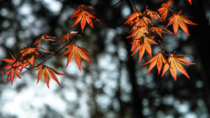 2560x1440 Fall Glowing Orange Leaves Wallpaper