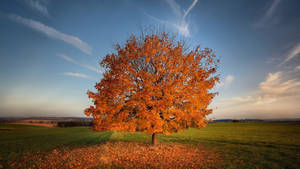 2560x1440 Fall Lone Maple Tree Wallpaper