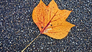 2560x1440 Fall Maple Leaf Wallpaper