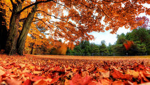 2560x1440 Fall Orange Leaves Wallpaper