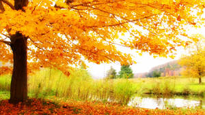 2560x1440 Fall Tree By The Lake Wallpaper