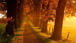 2560x1440 Fall Tree Walkway Wallpaper