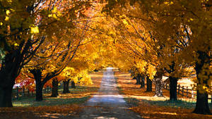 2560x1440 Fall Trees Shaded Road Wallpaper