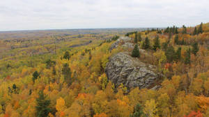 2560x1440 Fall Vast Forest Wallpaper