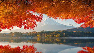 2560x1440 Fall Volcano And Orange Trees Wallpaper