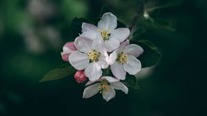 2560x1440 Spring Apple Flowers Wallpaper