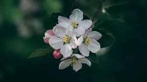 2560x1440 Spring Apple Flowers Wallpaper