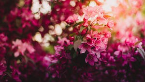 2560x1440 Spring Blooming Pink Flowers Wallpaper