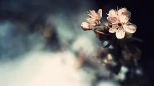2560x1440 Spring Few White Flowers Wallpaper