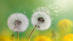 2560x1440 Spring Floating Dandelions Wallpaper