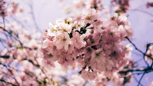 2560x1440 Spring Pink Blooming Flowers Wallpaper