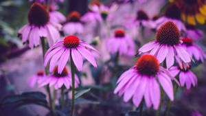 2560x1440 Spring Purple Coneflowers Wallpaper