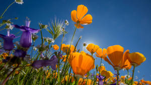 2560x1440 Spring Purple Orange Sunshine Wallpaper