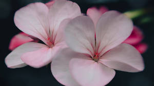 2560x1440 Spring Two Pink Pelargonium Wallpaper