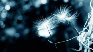 32k Ultra Hd Nature Black And White Dandelions Wallpaper