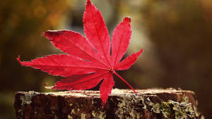 32k Ultra Hd Nature Maple Leaf On Stump Wallpaper