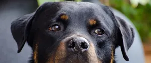 3440x1440 Animal Black Rottweiler Dog Wallpaper